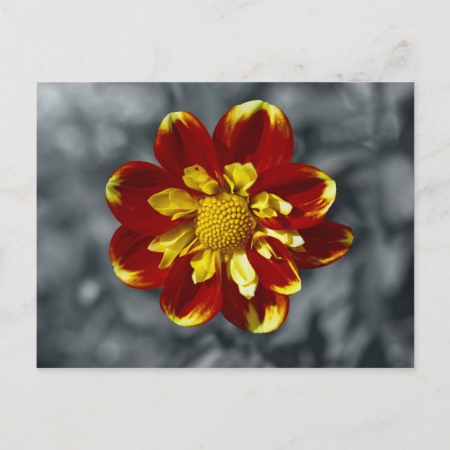 Dahlia Postcard (Front)