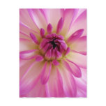 Dahlia Postcard