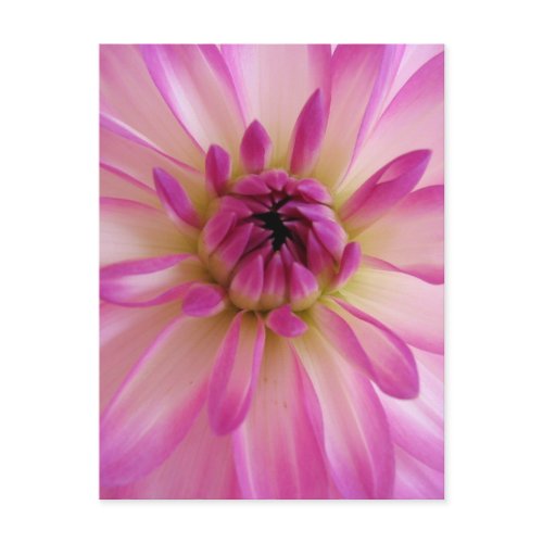 Dahlia Postcard