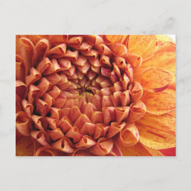 dahlia - postcard (Front)