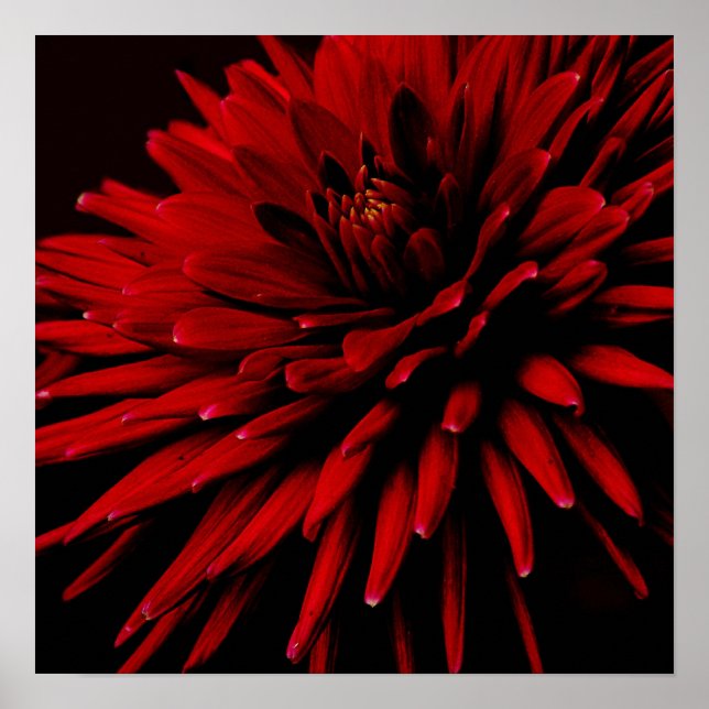 dahlia poster (Front)