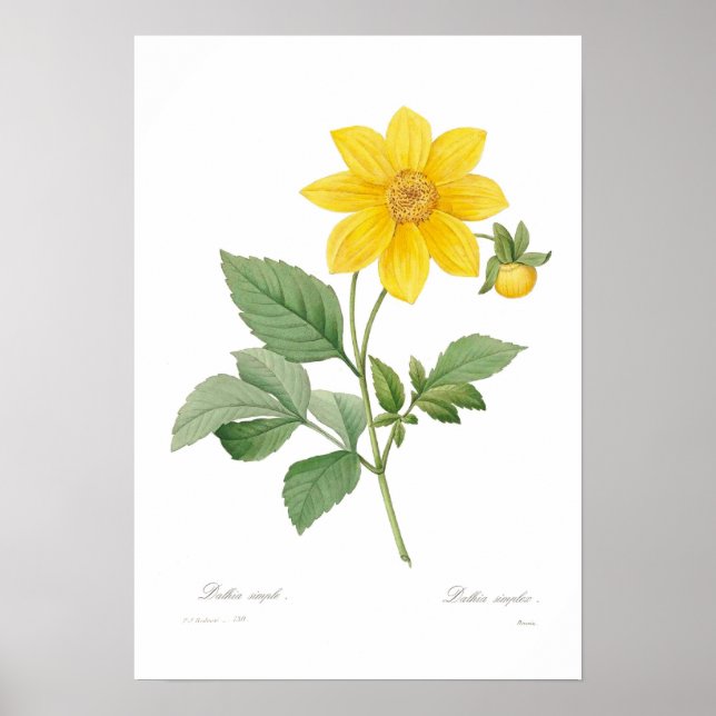 Dahlia Poster (Front)