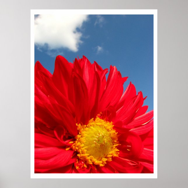 Dahlia Poster (Front)