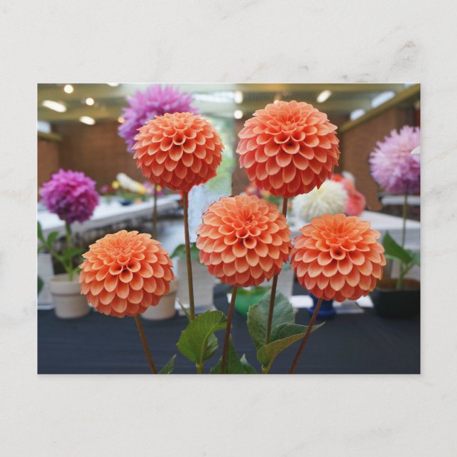 Dahlia Rose Toscano #1 Postcard (Front)
