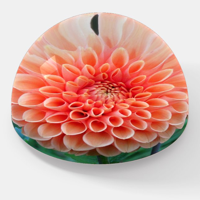 Dahlia Round Paperweight (Angled)