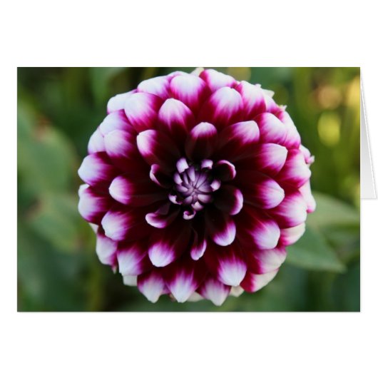 Dahlia, Ryan C Cards (Front Horizontal)