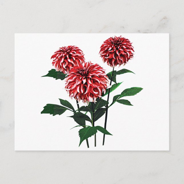 Dahlia Santa Claus Holiday Postcard (Front)