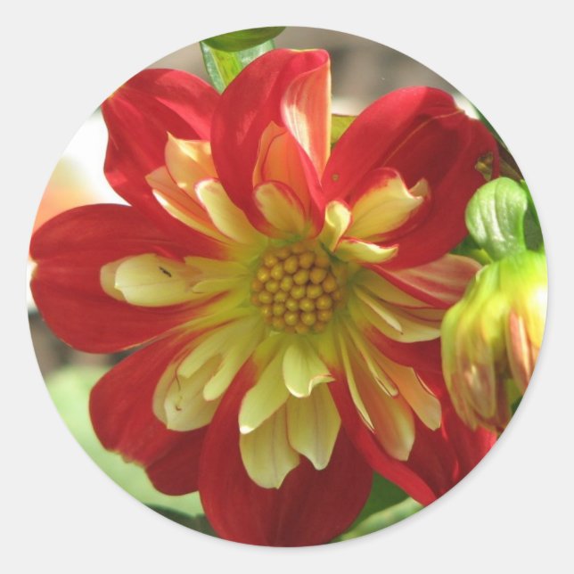 Dahlia Scarlet Classic Round Sticker (Front)