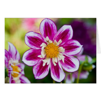 Dahlia, Show Off Cards