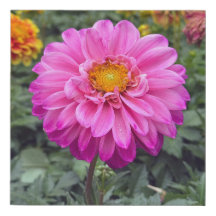 Dahlia  Summer 2025