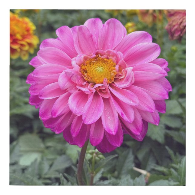 Dahlia  Summer 2025 Faux Canvas Print (Front)