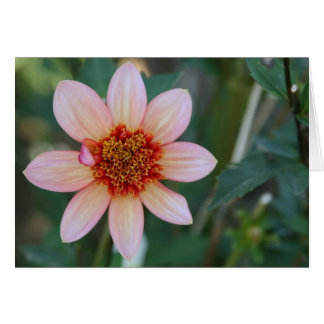 Dahlia, Totally Tangerine Cards