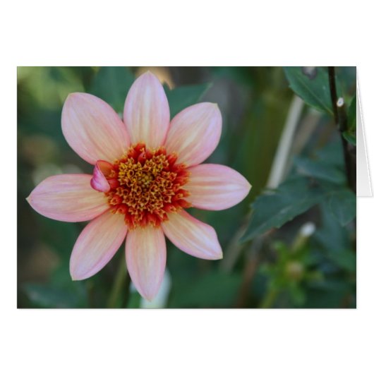 Dahlia, Totally Tangerine Cards (Front Horizontal)