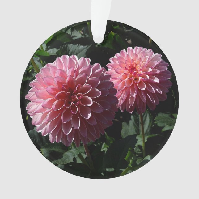 Dahlia Valley Porcupine #1 Ornament (Front)