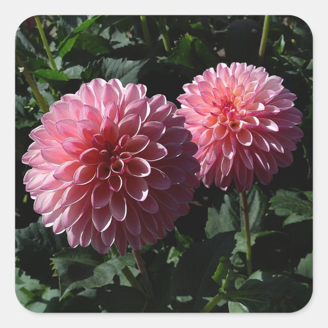 Dahlia Valley Porcupine #1 Stickers (Front)