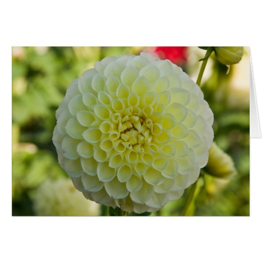 Dahlia, White Nettie (Front Horizontal)