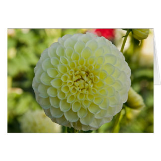 Dahlia, White Nettie Cards