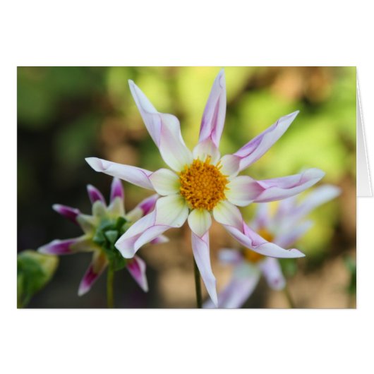 Dahlia, Willie Willie Cards (Front Horizontal)