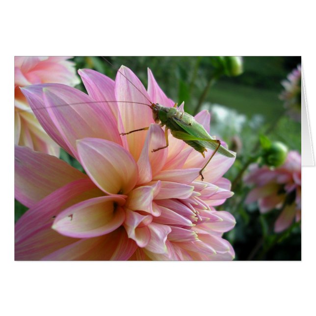 Dahlia with Cricket Cards (Front Horizontal)