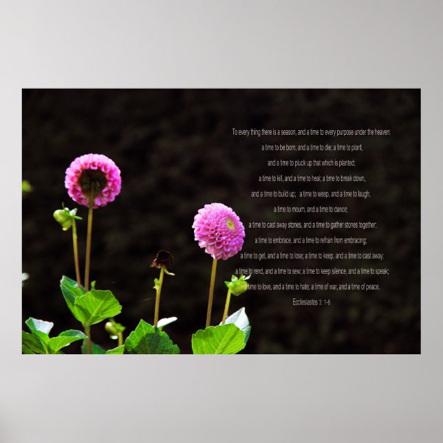 Dahlia With Ecclesiastes Verses Poster (Front)