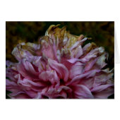 Dahliapast (Front Horizontal)