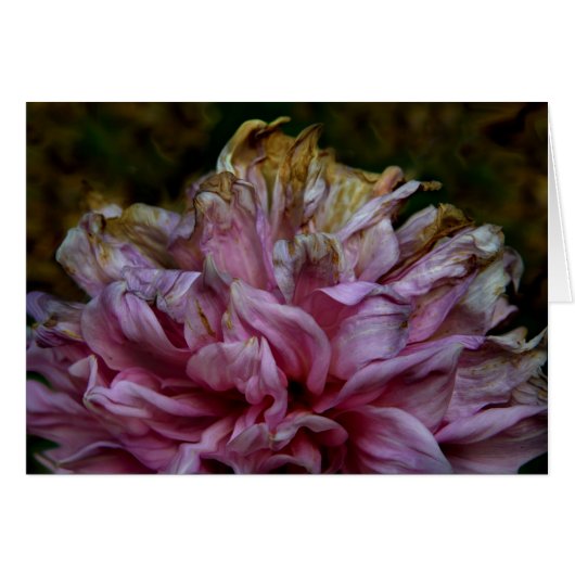 Dahliapast Cards (Front Horizontal)