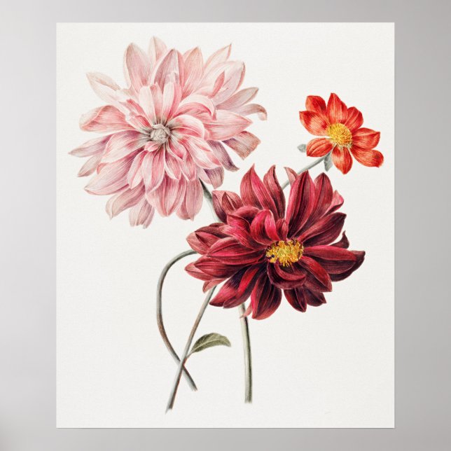 Dahlias by Willem Hekking  Poster (Front)