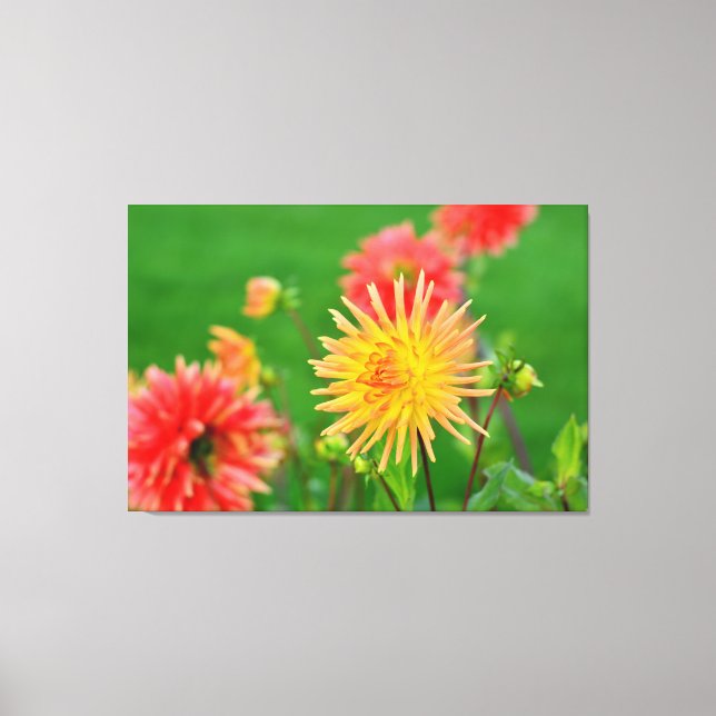 Dahlias Canvas Print (Front)