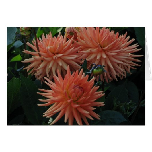 Dahlias Cards (Front Horizontal)