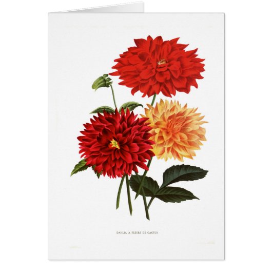 Dahlias Cards (Front)