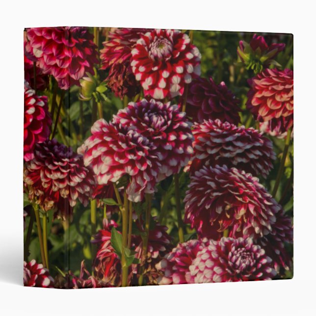 Dahlias, dahlia farm, Canby, Oregon, USA 4 Binder (Front/Spine)