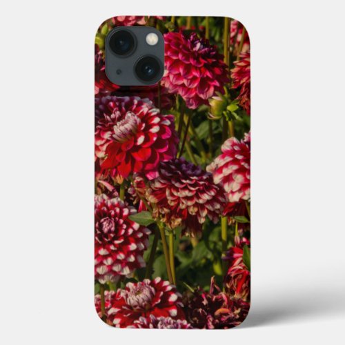 Dahlias dahlia farm Canby Oregon USA 4 iPhone 13 Case