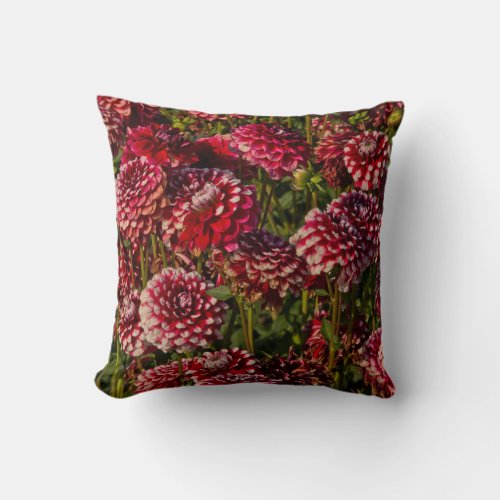 Dahlias dahlia farm Canby Oregon USA 4 Throw Pillow