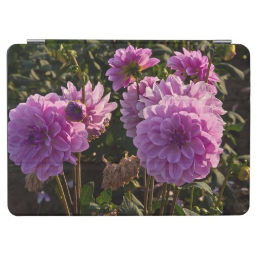 Dahlias dahlia farm Canby Oregon USA 5 iPad Air Cover