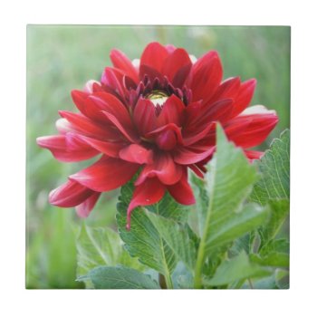 Dahlias Flower Ceramic Tile by StormythoughtsGifts at Zazzle