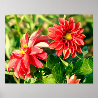 Dahlias Photo Poster / Print