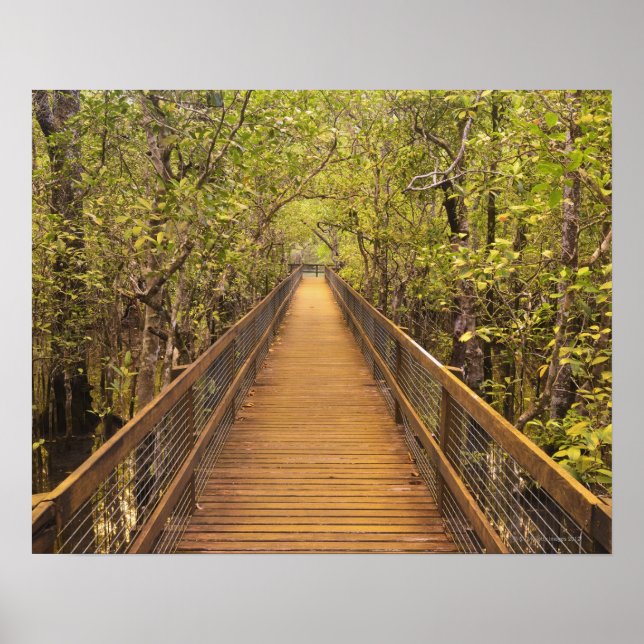 Daintree National Park UNESCO World Heritage Poster (Front)