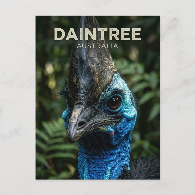Daintree Rainforest Australia Postcard (Front)