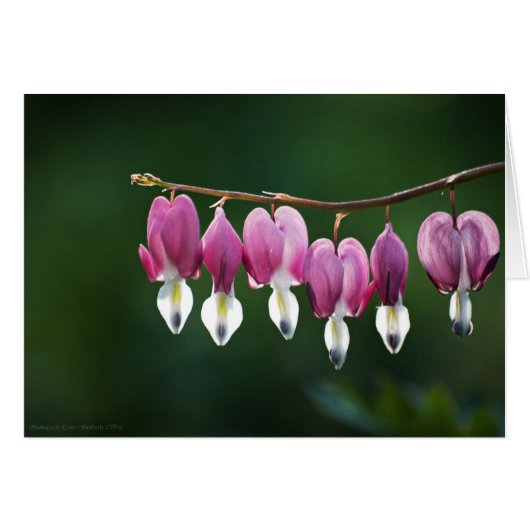 Dainty Hearts Card (Front Horizontal)