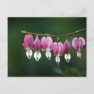 Dainty Hearts Postcard