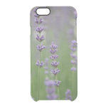 Dainty Lavender Clear iPhone 6/6S Case