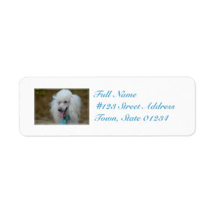 Dainty White Poodle Label