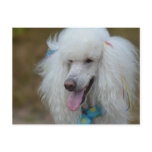 Dainty White Poodle Postcard