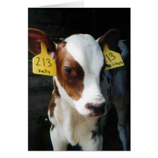 Dairy Calf Calves Baby Cows Farm Kelly Photo Cards