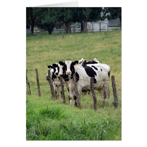 Dairy Cattle All Occasion Blank Greeting Card