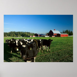 Dairy Cattle and Red Barn Print