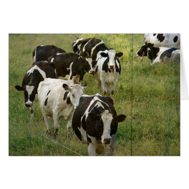 Dairy Cattle Cards (Front Horizontal)