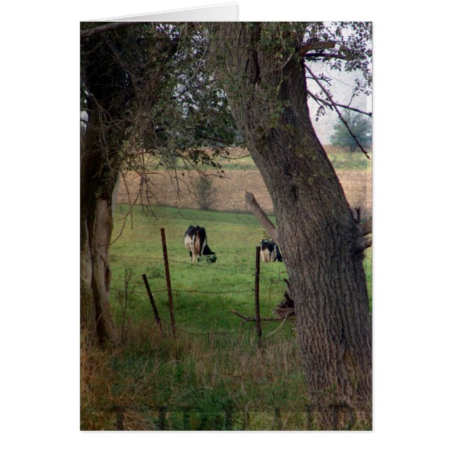 Dairy Cattle In A Pasture, All Occasions Greeting  Cards (Front)