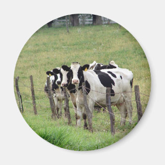 Dairy Cattle Magnet