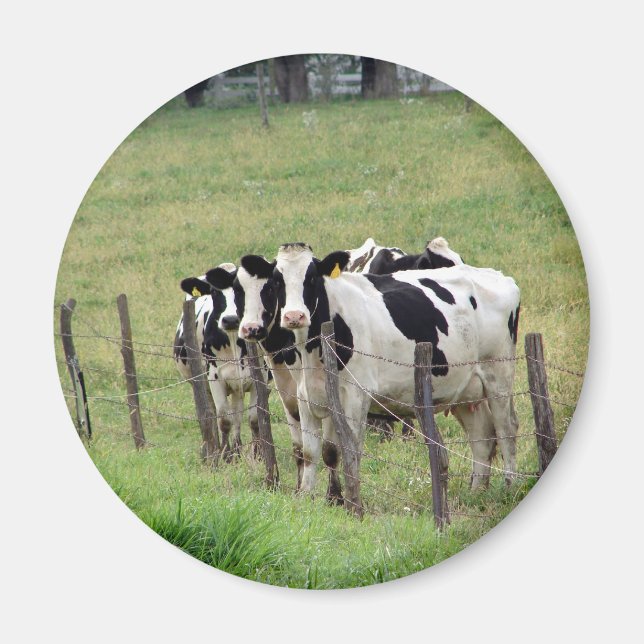 Dairy Cattle Magnet (Front)